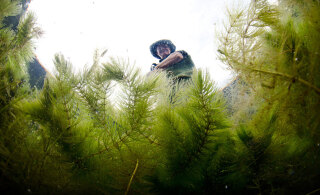 He Waikai Otaota – Te Arawa Lakes Aquatic Weed Management
