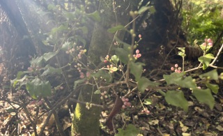 A labour of love: Restoring our endangered native mistletoe