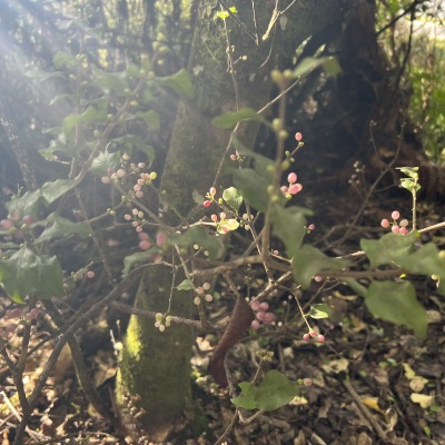 A labour of love: Restoring our endangered native mistletoe